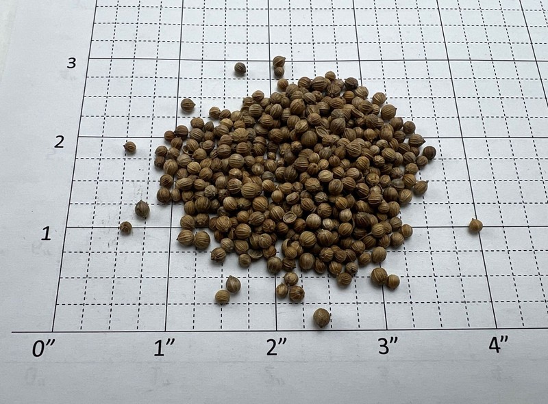 0.5 Lb/8 oz Coriander Seed for Cooking