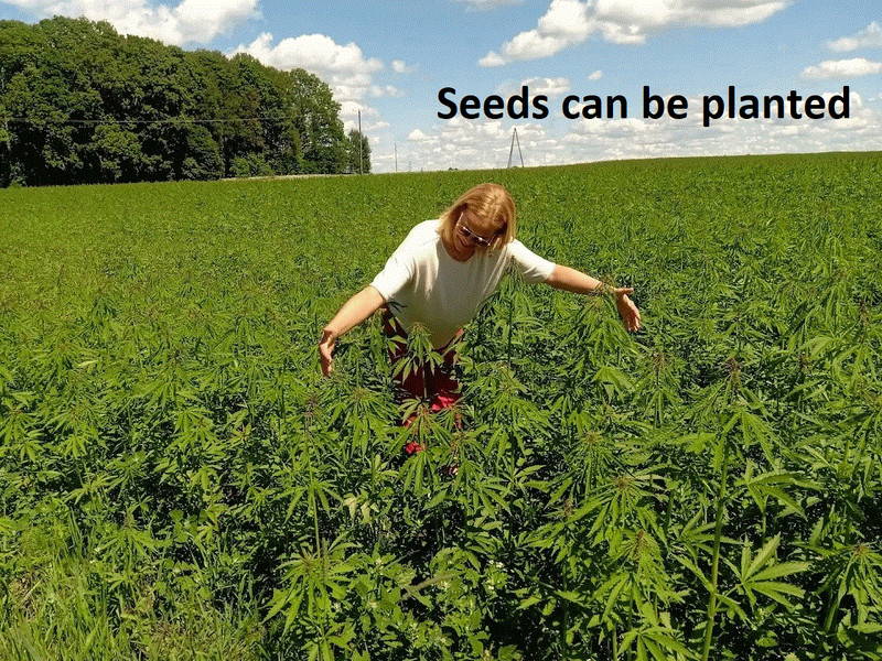 Real Hemp seeds Organic Vegan seed 1oz (29gr) Ecological Grown Natural Eco