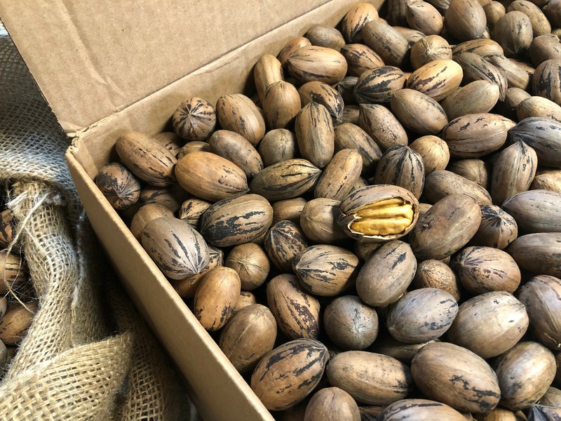 Pecans In Shell 8.5 LB North Carolina 2021 Fresh Hand-Picked Dried Cured Organic gallery