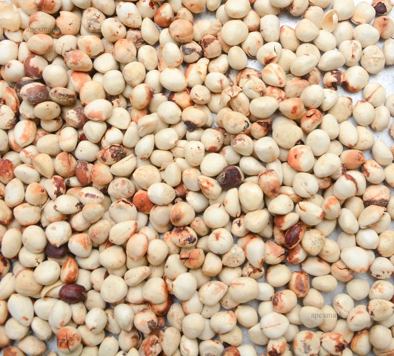 Premium Rare Endemic Ceylon Bread Fruit Seeds Powder-Artocarpus Nobilis gallery