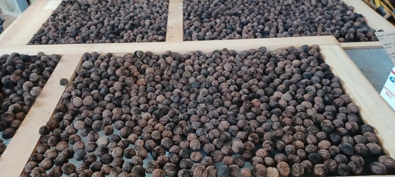 Black Walnuts 15 Lbs hulled, in shell fresh harvest 2025, GA Non GMO ORGANIC gallery