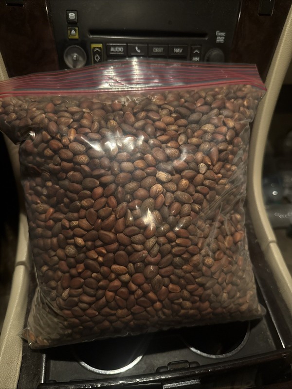 New Mexico Piñon Pine Nuts, 5lbs Raw Pinon | Navajo Nation, Zuni Mountains gallery