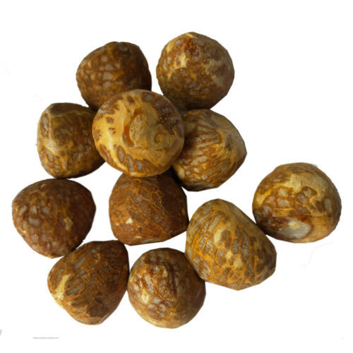 Organic Areca Nuts Natural Fresh & Dried High Quality Ceylon Betal Nuts gallery