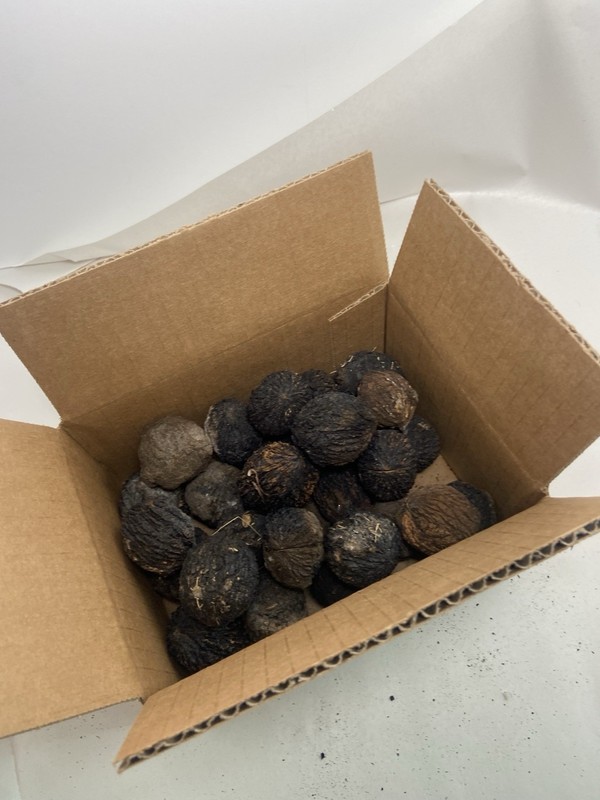30 pieces Whole Black Walnuts in Shell North Georgia USA gallery