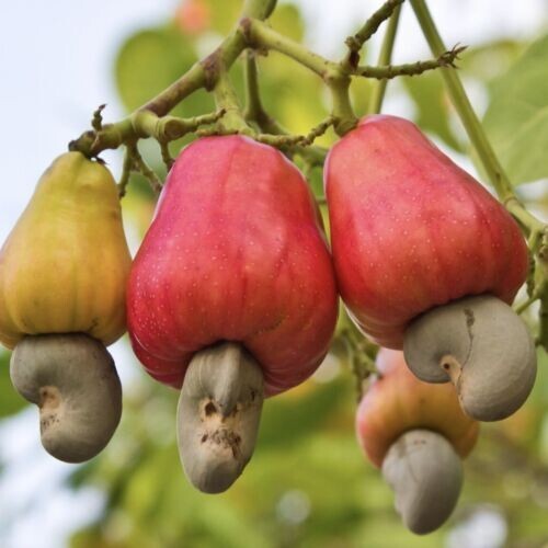 Dried Ceylon Cashew Nuts Eat and Shells as Bug Repellent