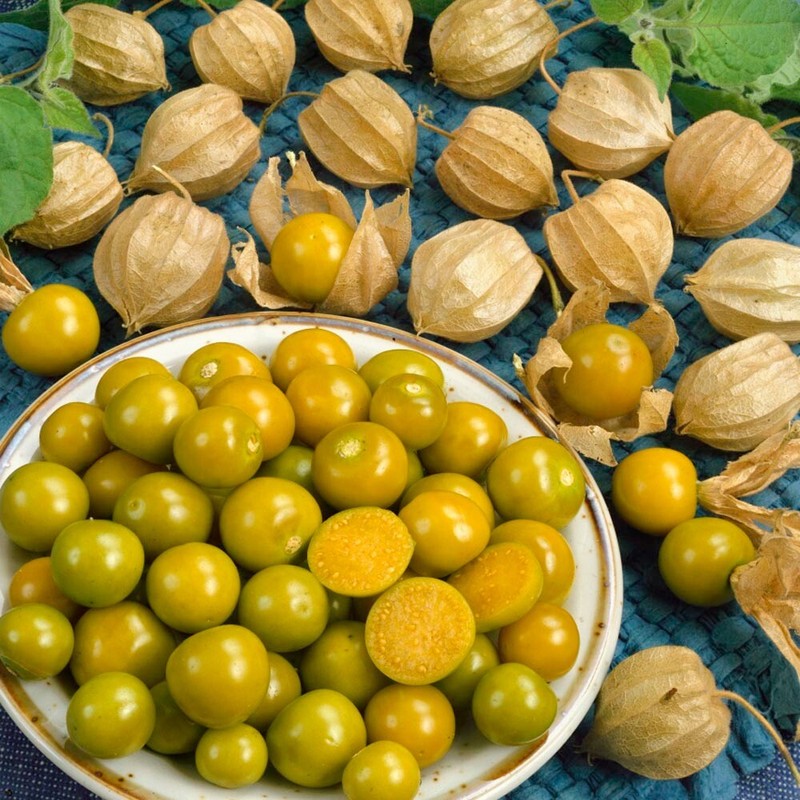 CAPE GOOSEBERRY 50 SEEDS Medicinal Heirloom peruviana Ground Cherry