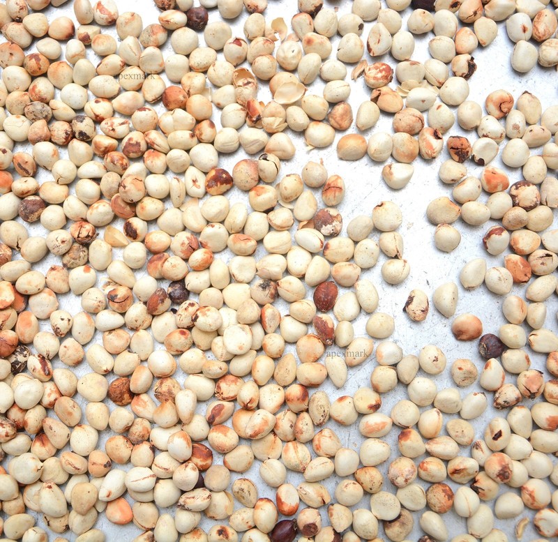 Premium Rare Endemic Ceylon Bread Fruit Seeds Powder-Artocarpus Nobilis gallery
