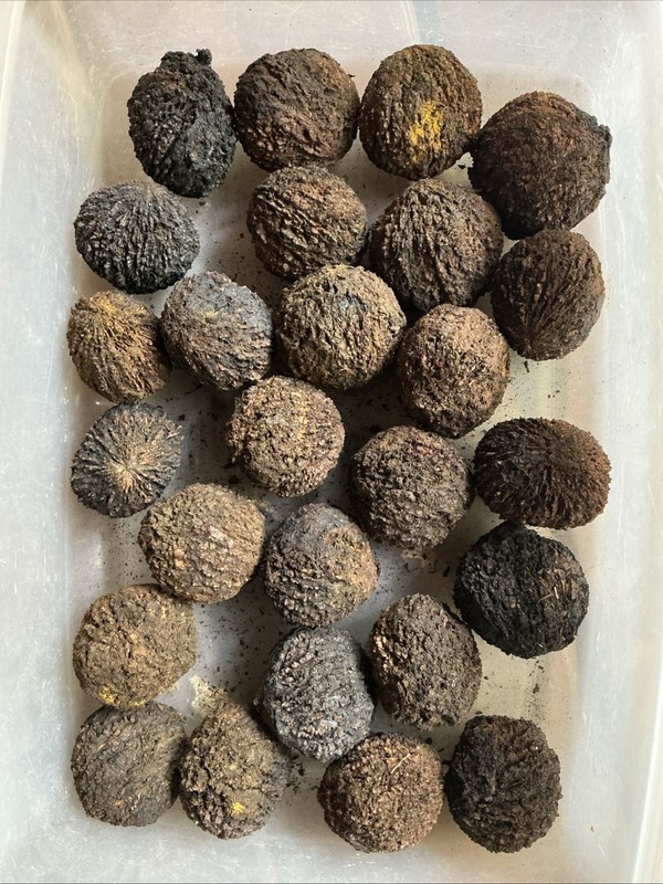 2LB. X -Large Tennessee Organic Black Walnuts In Shell, Floated & Sun-dried