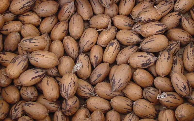 2025 Fresh Crop of Virginia Pecans In Shell Pecans. $6 per lb/5lb bag