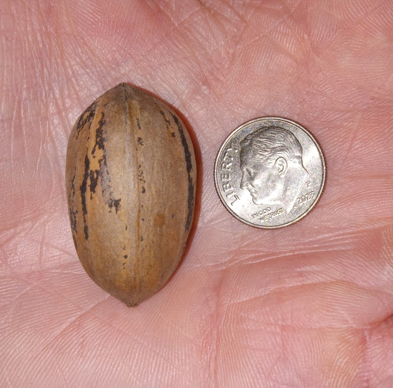 Small In-Shell Texas Pecans | 5lbs | 2025 Season gallery