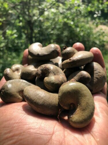 Dried Ceylon Cashew Nuts Eat and Shells as Bug Repellent gallery