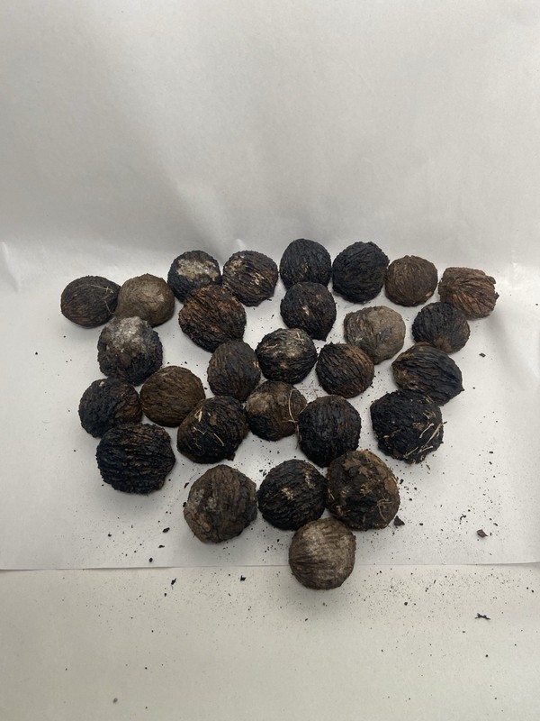 30 pieces Whole Black Walnuts in Shell North Georgia USA gallery