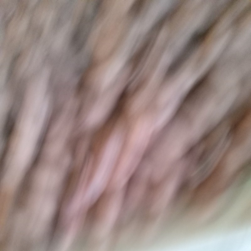 Pecans in Shell gallery