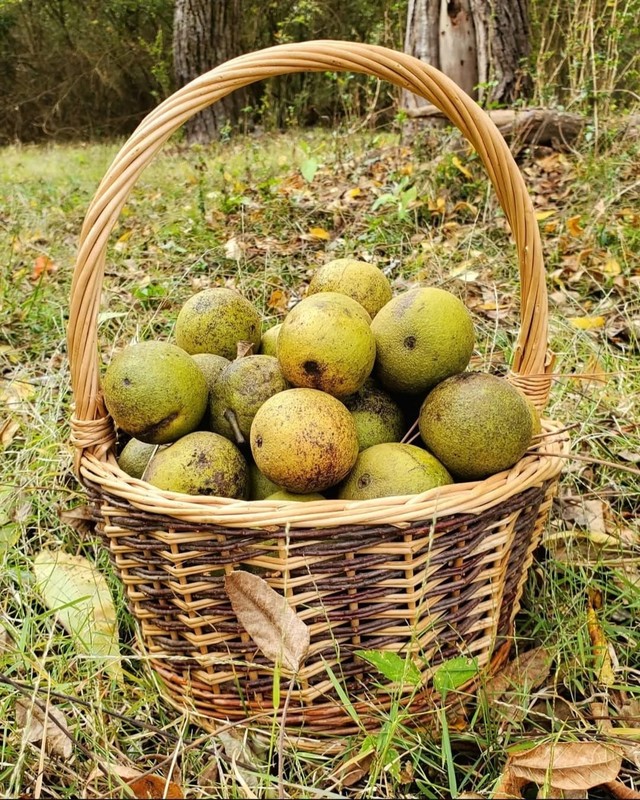 Fresh 2025 Black Walnuts Organic Antiparasitic PLANTING Seeds Nuts Fresh 35 pcs gallery
