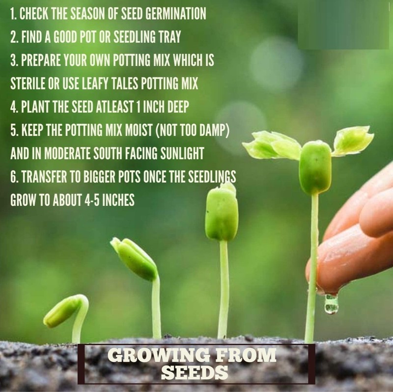 Heirloom Snow Peas Seeds – Premium Non-GMO Seeds for Home Garden gallery