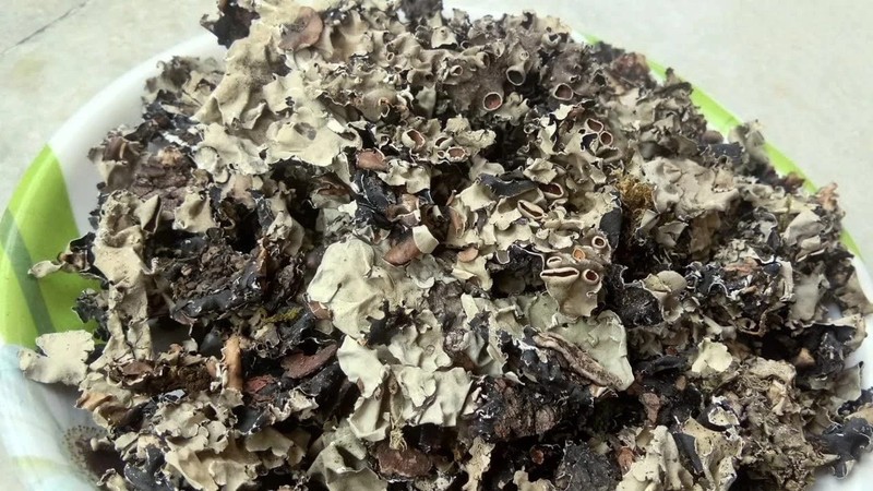Namo Organics Stone Flower Spices 100 Gm Dagad Phool Kalpasi for biryani gallery