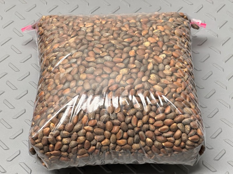 5 LB New Mexico Piñon, Pinon Pine Nuts, Flavorful, Soft Shells😁😊😍 gallery