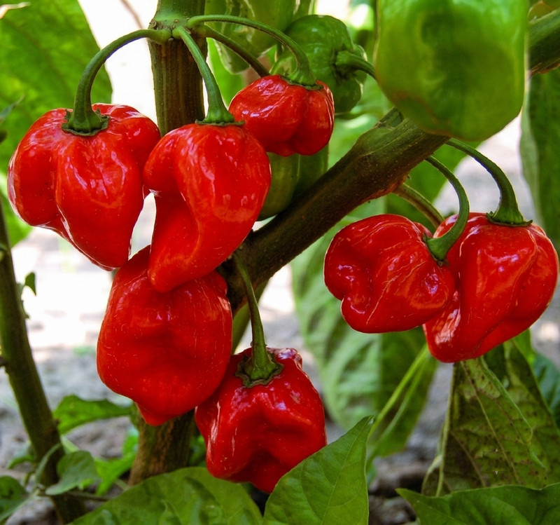 Habanero Caribbean Red Chilli Pepper Seeds | Premium Hybrid Super Hot Red Pepper