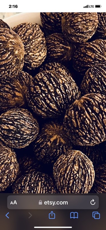 Black Walnuts in Shell – 2.5 lb – Squirrel and Wildlife Food – Wild Harvested