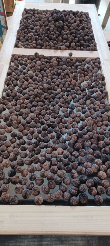 10 Lbs Black Walnuts hulled, in shell fresh harvest 2025, GA Non GMO ORGANIC gallery