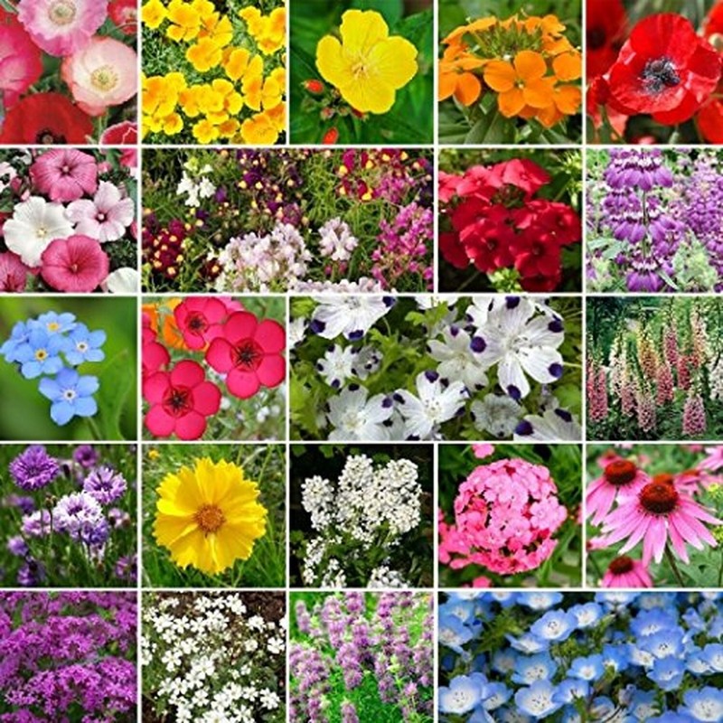 Non GMO Bulk Partial Shade Wildflower Seed Mix (1 lb) 520,000 Seeds 1 lb