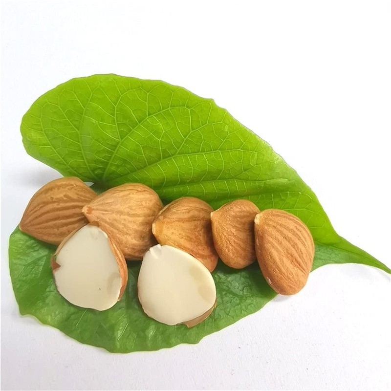 Organic BITTER Apricot Kernels 16 Oz, Whole Raw Apricot Seeds, Sun Dried, Kosher gallery