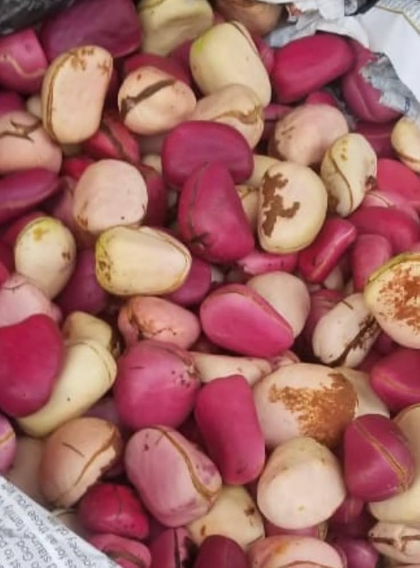Premium Nigerian Kola Nut – Gworo – Fresh or Dried – Retail & Bulk – FOB Export gallery