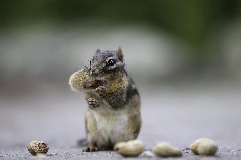 Peanuts In-Shell for Squirrels, Blue Jays & Wildlife 25 LB Bulk Bag Hand-Picked gallery
