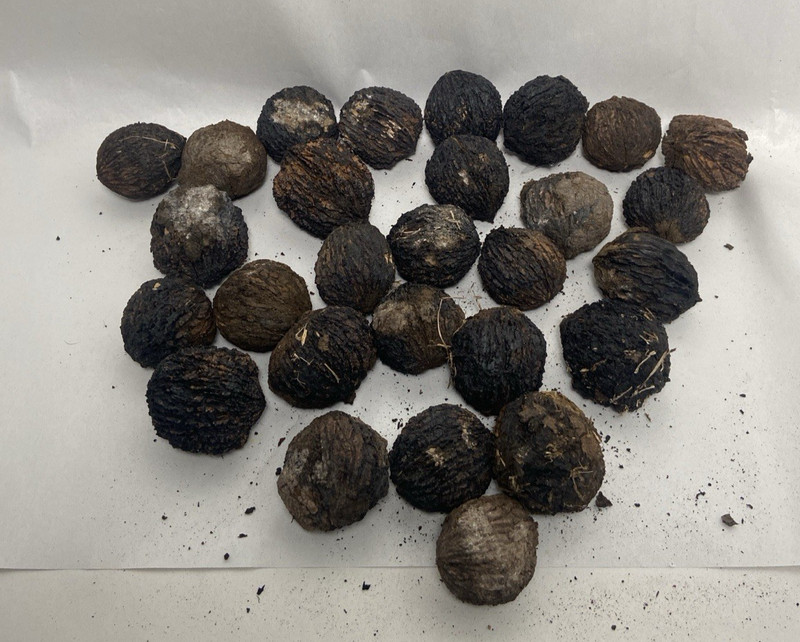 30 pieces Whole Black Walnuts in Shell North Georgia USA