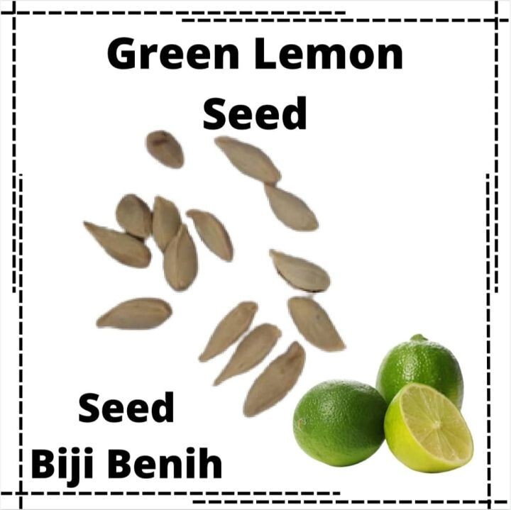 50 Green Lemon Seeds & 30 leaves,Lemon Tree Seed Citrus limon Heirloom Organic gallery