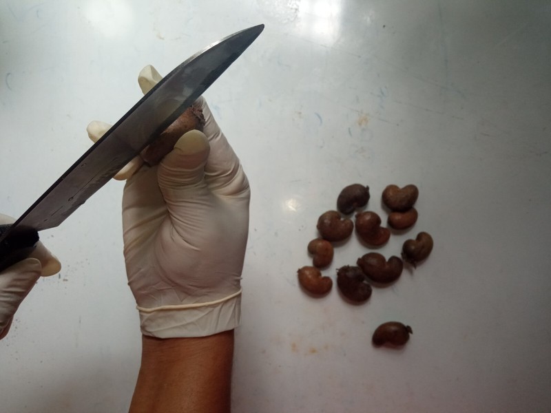 Dried Ceylon Cashew Nuts Eat and Shells as Bug Repellent gallery