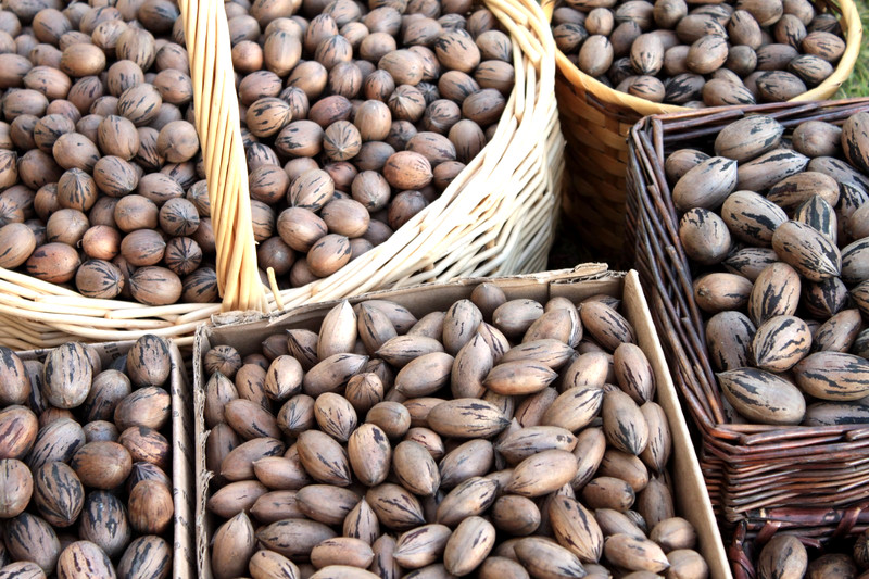 Hand-Picked GA Pecans — MANY Cultivars — 2 LB Sorted Variety Pack gallery