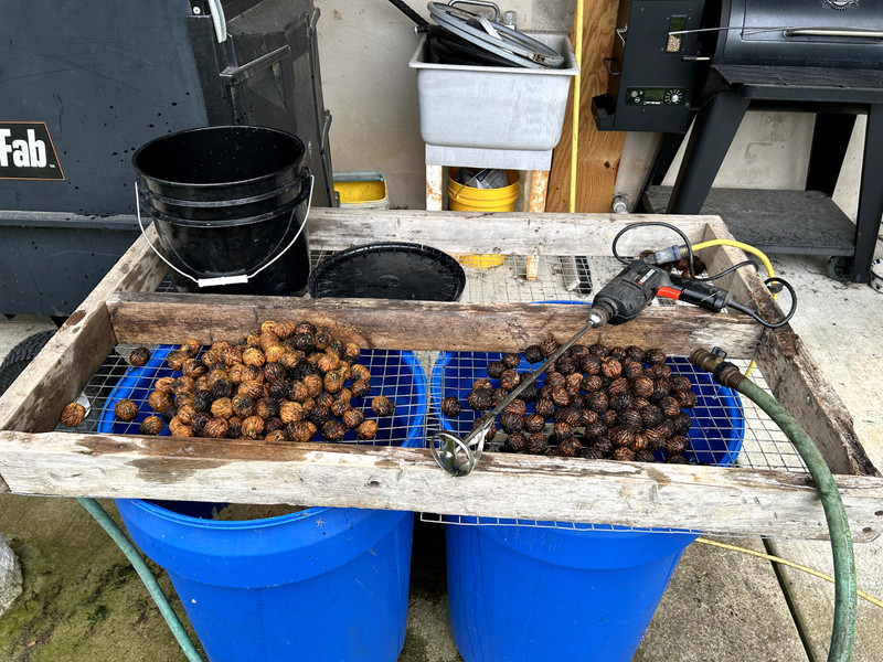 BLACK WALNUTS: 5lbs Fresh Organic 2025 Harvest, Naturally Grown in Maryland. gallery
