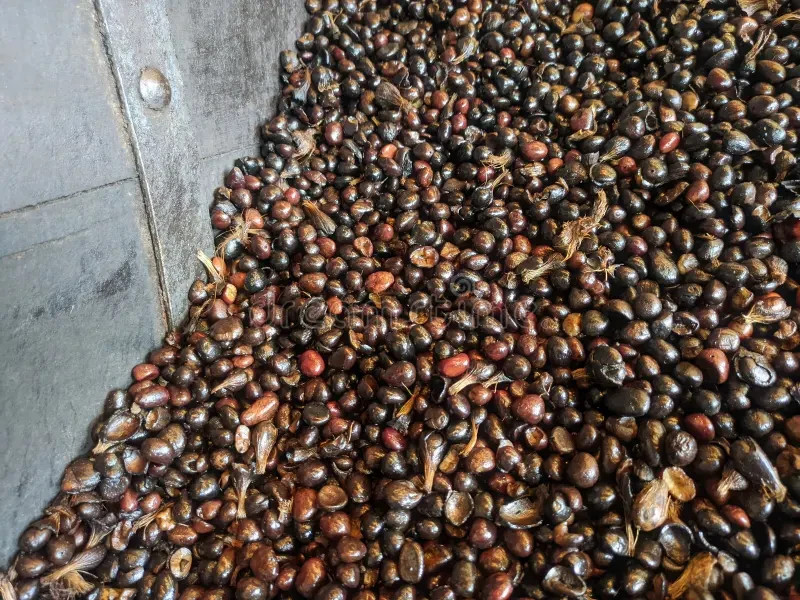 Cracked Palm Kernel Nuts – Nigeria Export, High Oil Content, Sun Dried Bulk gallery