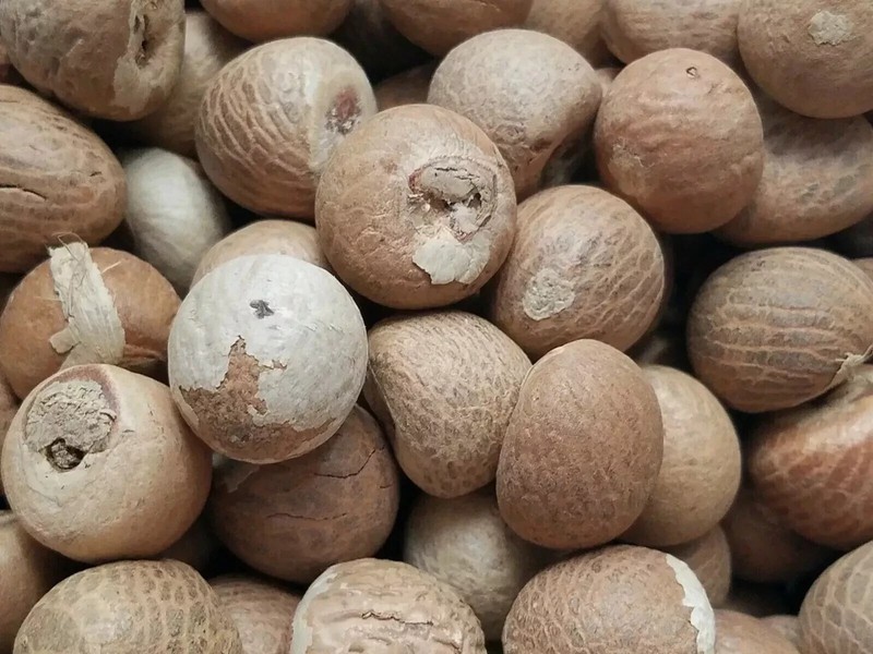 100% Organic new fresh Areca nut Areca catechu betel nut dried nuts whole 100g