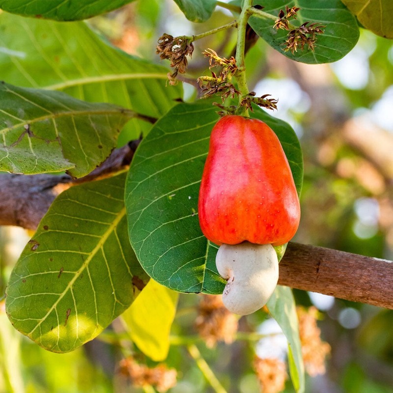 Cashew Nuts whole Fresh taste premium quality (A )grade 100% ceylon pureproducts gallery