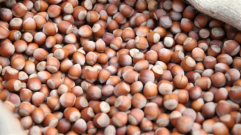 hazelnuts in shell gallery