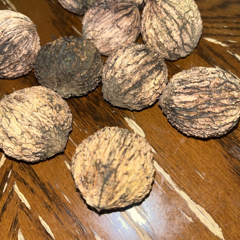 1lb of fresh Walnut, husk removed when picked and purchased Limited Availability gallery