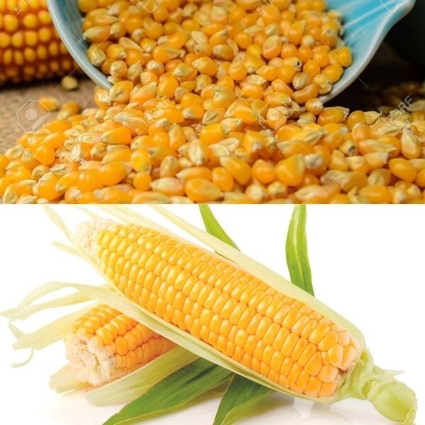 Dried Corn Popcorn seeds Pure Natural 100% Organic Maize Kernels Ceylon New gallery