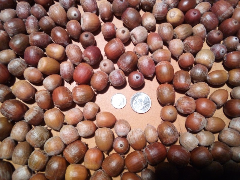 EDIBLE-10+ POUNDS of RAW RED OAK ACORNS, MAKE FLOUR OR EAT. GRADE A and SORTED. gallery