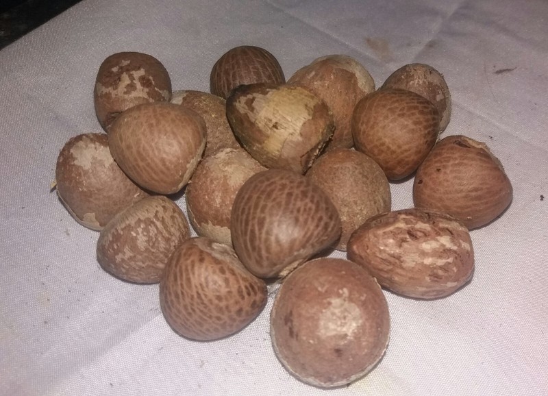 Areca Nuts 100% organic Natural Fresh and Dried High Quality Areca Nuts.
