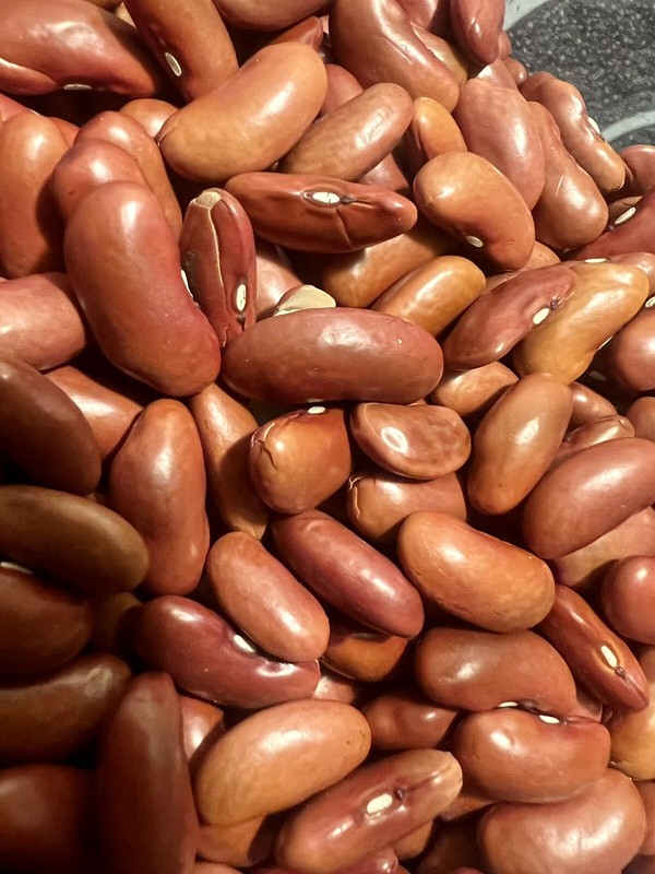 Red Kidney Beans Seed Grains Phaseolus Vulgaris Drought-Tolerant FREE S/H! gallery