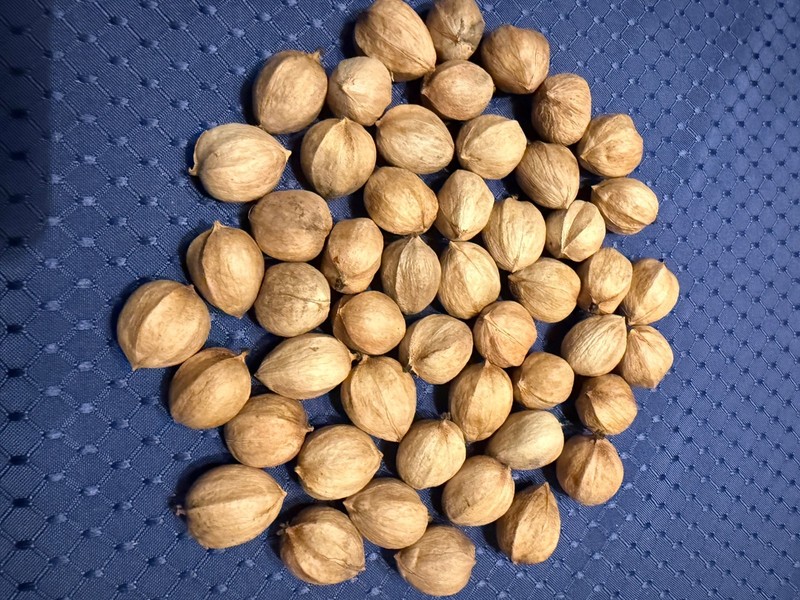 50 HICKORY NUTS Nuts/Seeds from PA—Wild-Foraged—Free Shipping