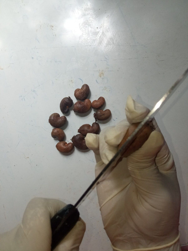 Dried Ceylon Cashew Nuts Eat and Shells as Bug Repellent gallery