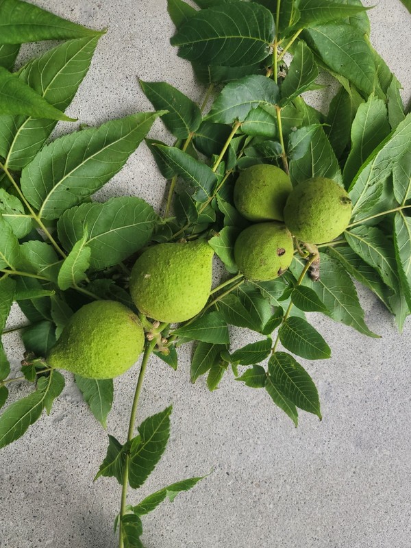 2026 Green with Hulls Black Walnut Nocino Tincture Liqueur ~ Limited Time gallery