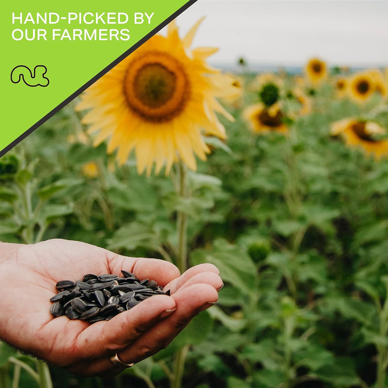 Nut Cravings - Roasted Salted Sunflower Seeds Kernels to eat, No Shell Hulled - gallery
