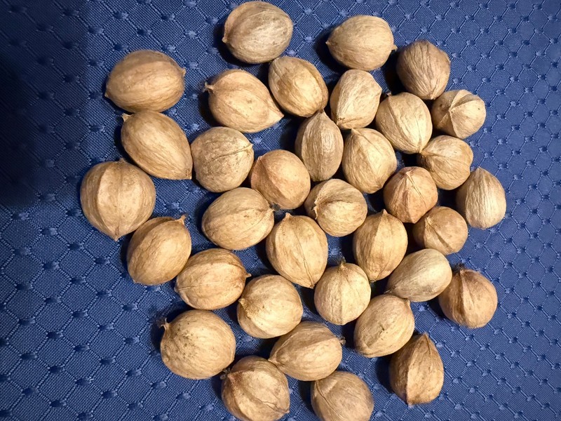 38 HICKORY NUTS Nuts/Seeds from PA—Wild-Foraged—Free Shipping