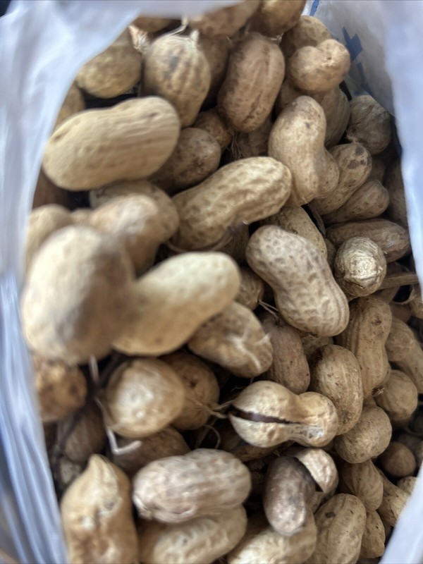 In Shell Dry Roasted Georgia Peanuts Unsalted 15 Lbs