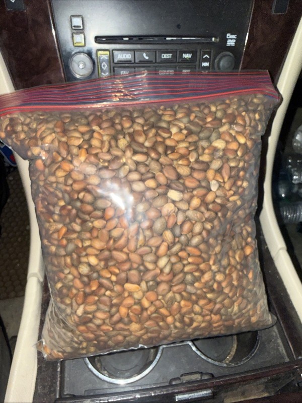 New Mexico Piñon Pine Nuts, 5lbs Raw Pinon | Navajo Nation, Zuni Mountains gallery
