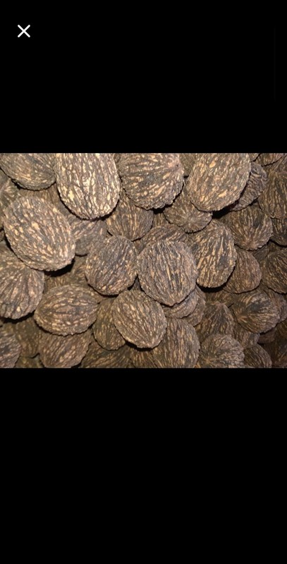 5 Pounds Of Virginia Organic Black Walnuts In-Shell